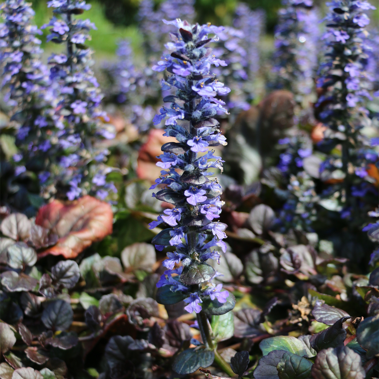Ajuga reptans 'Catlins Giant'