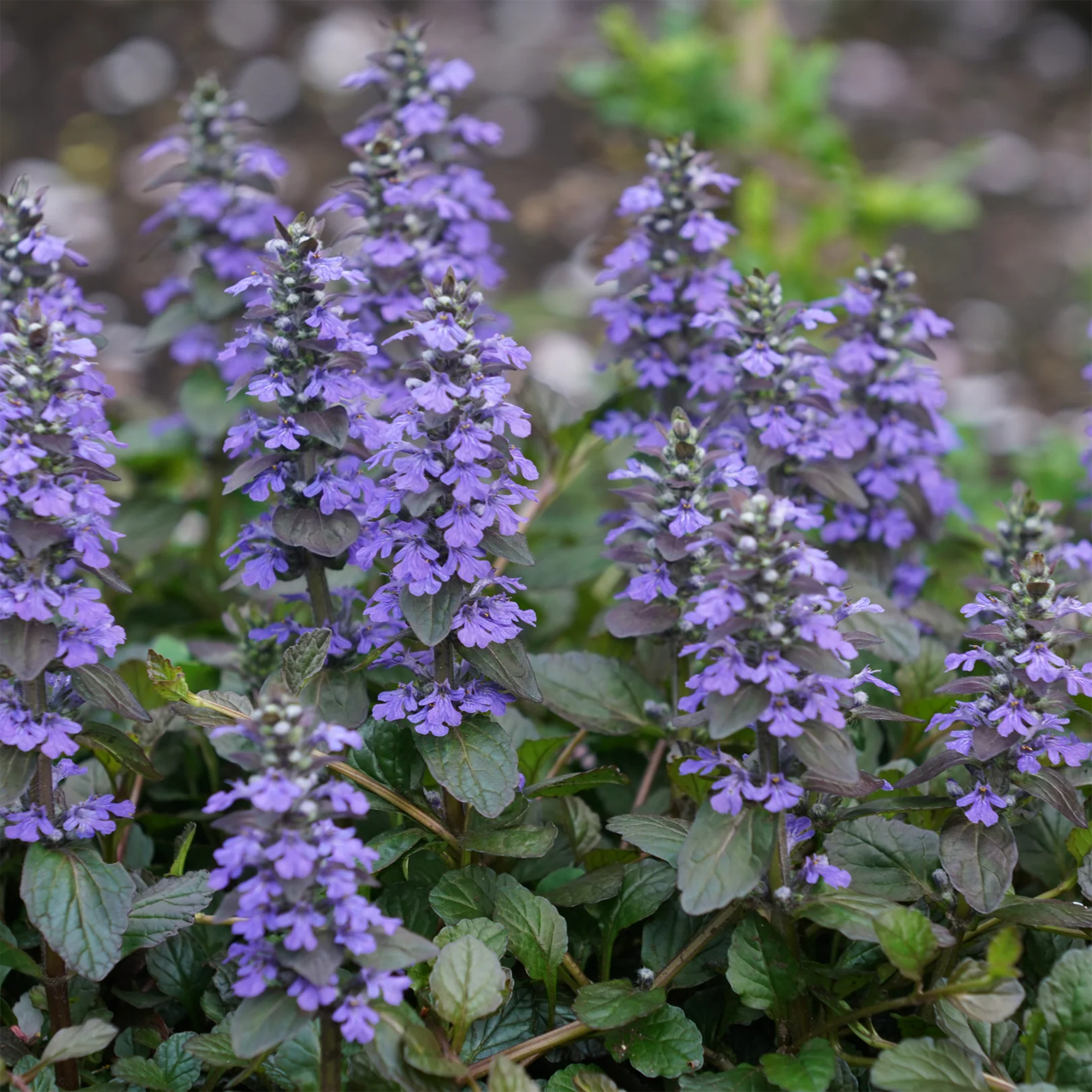 Ajuga reptans 'Blueberry Muffin'