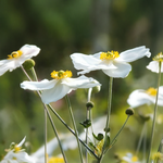 Anemone x hybrida 'Honorine Jobert'