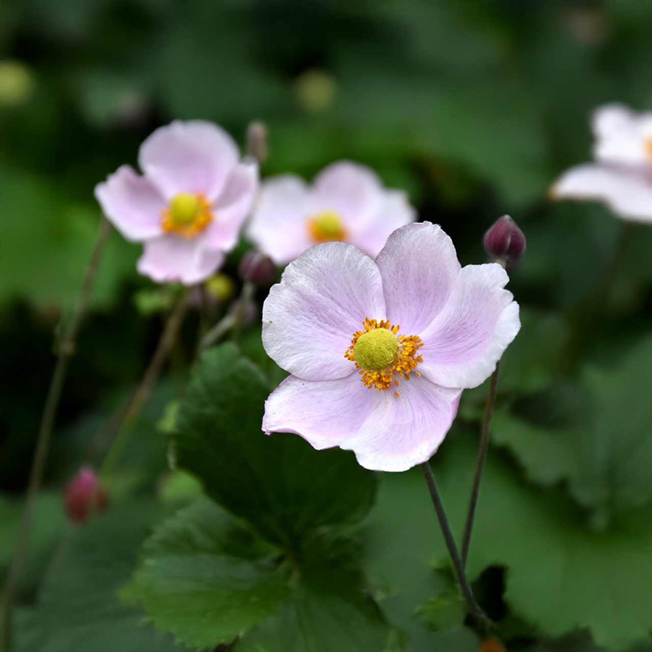 Anemone x hybrida 'September Charm'
