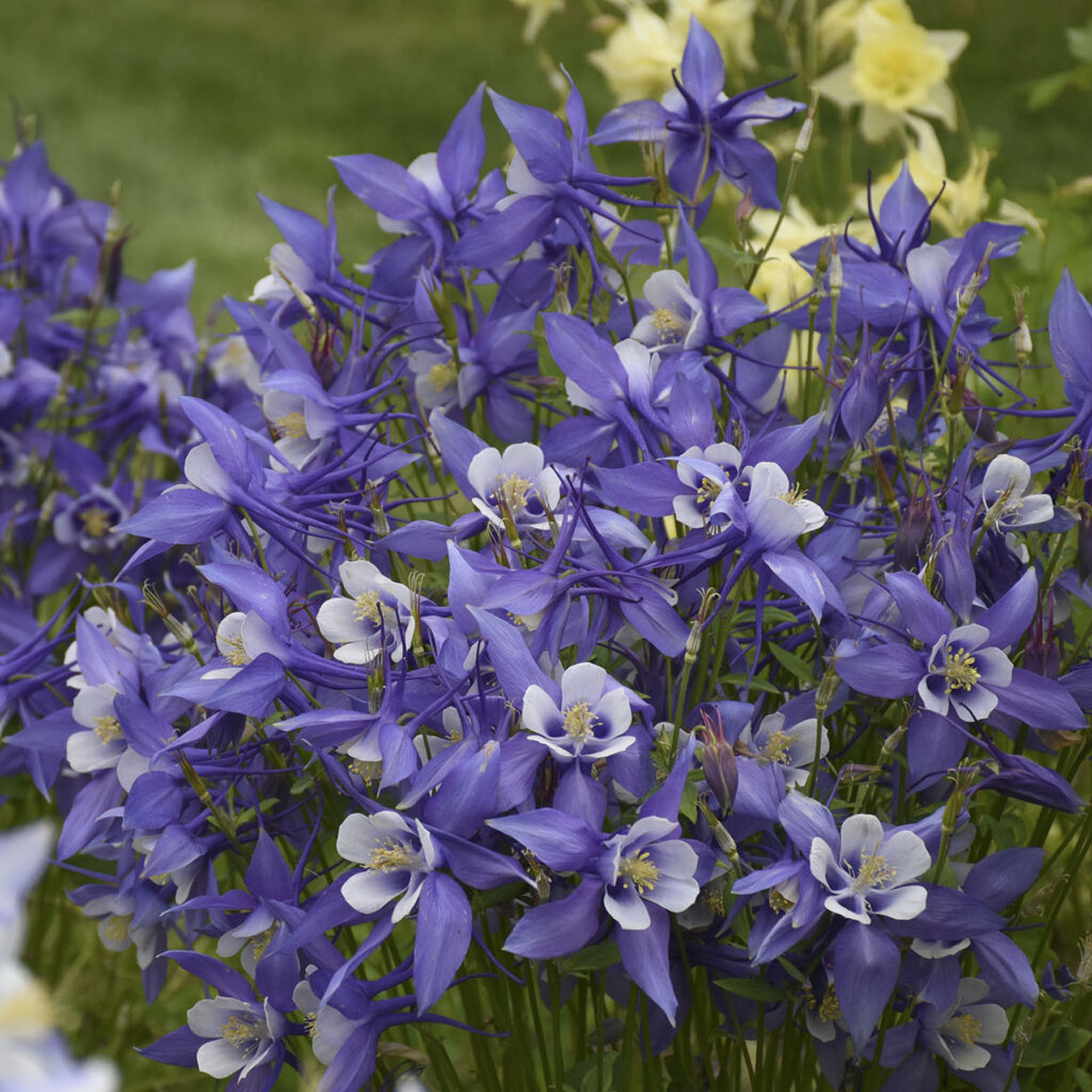 Aquilegia Caerulea 'Kirigami Bleu et Blanc'