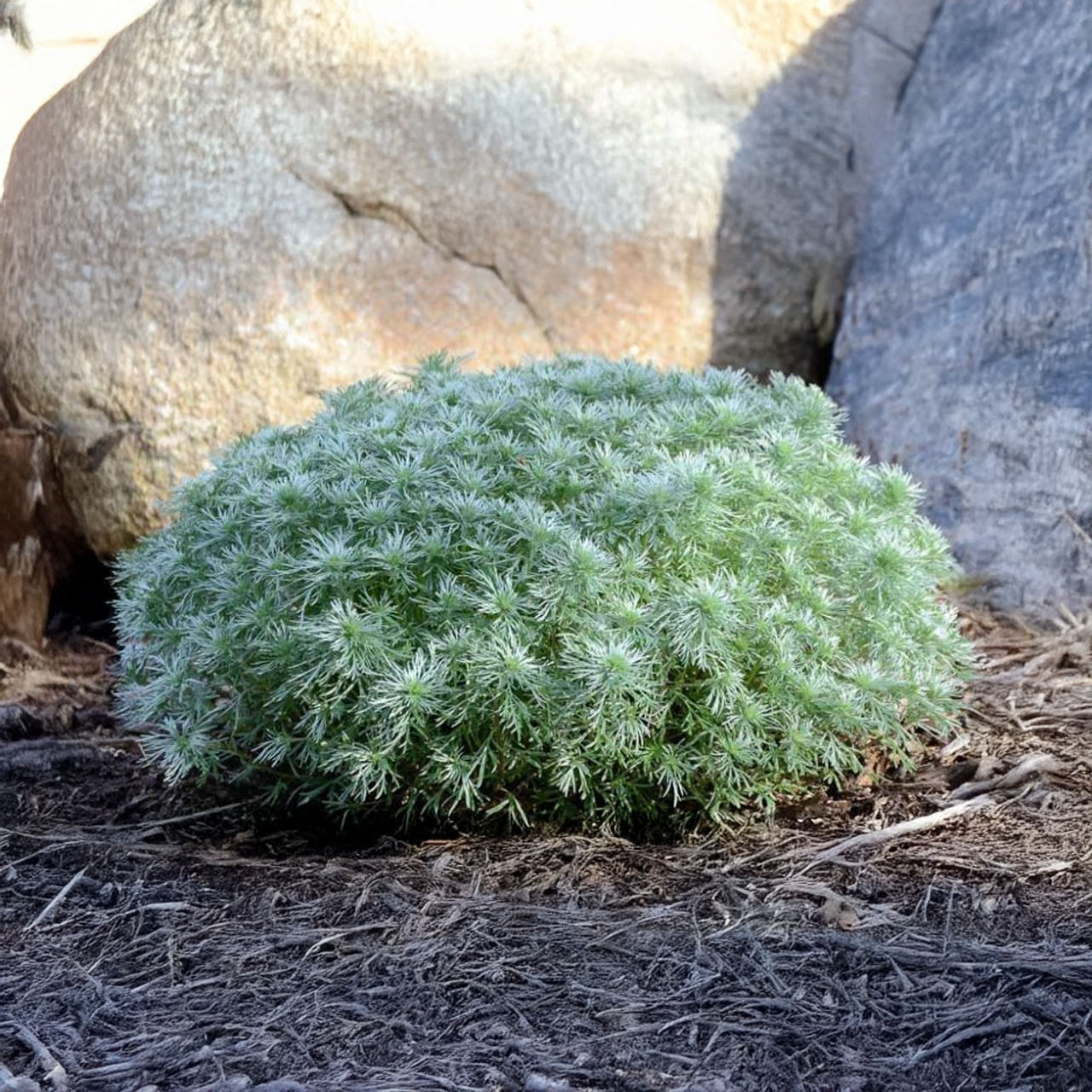 Artemisia Schmidtiana 'Silver Mound'