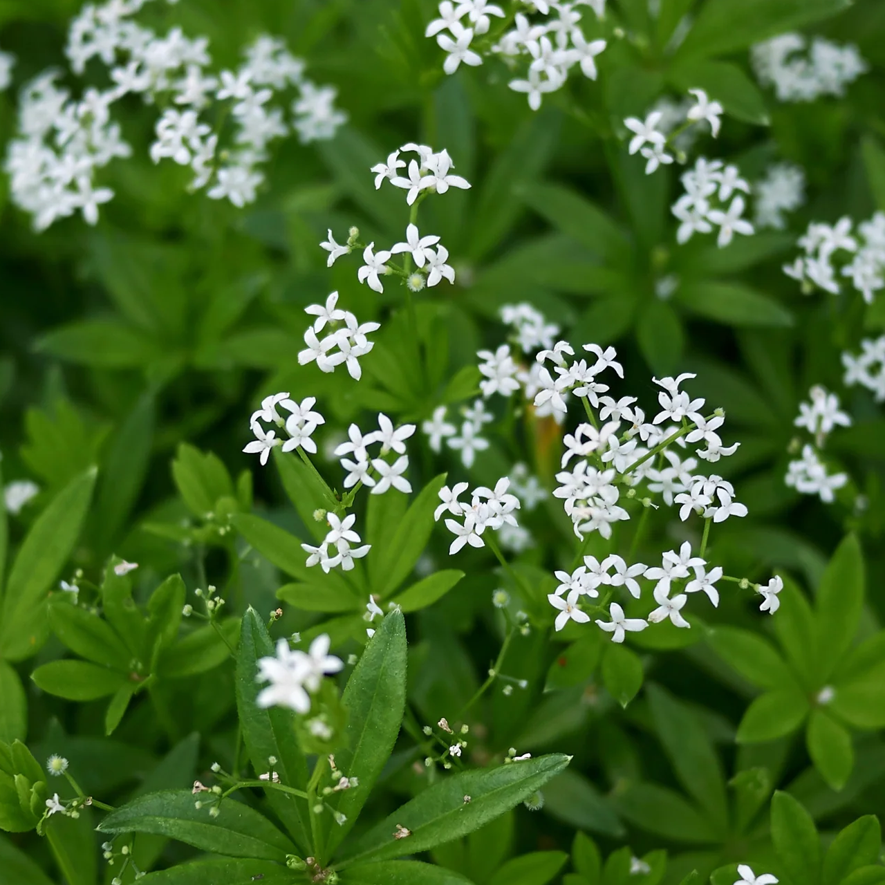 Asperula odorata