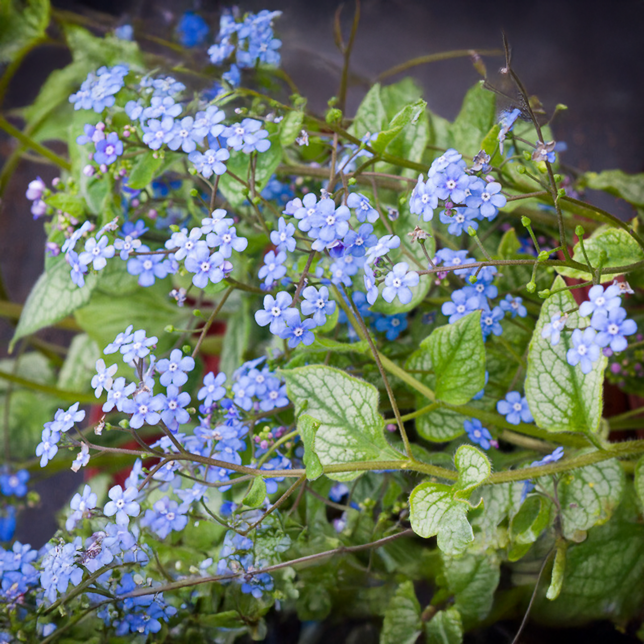 Brunnera Macrophylla 'Jack Frost'