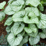 Brunnera Macrophylla 'Looking Glass'