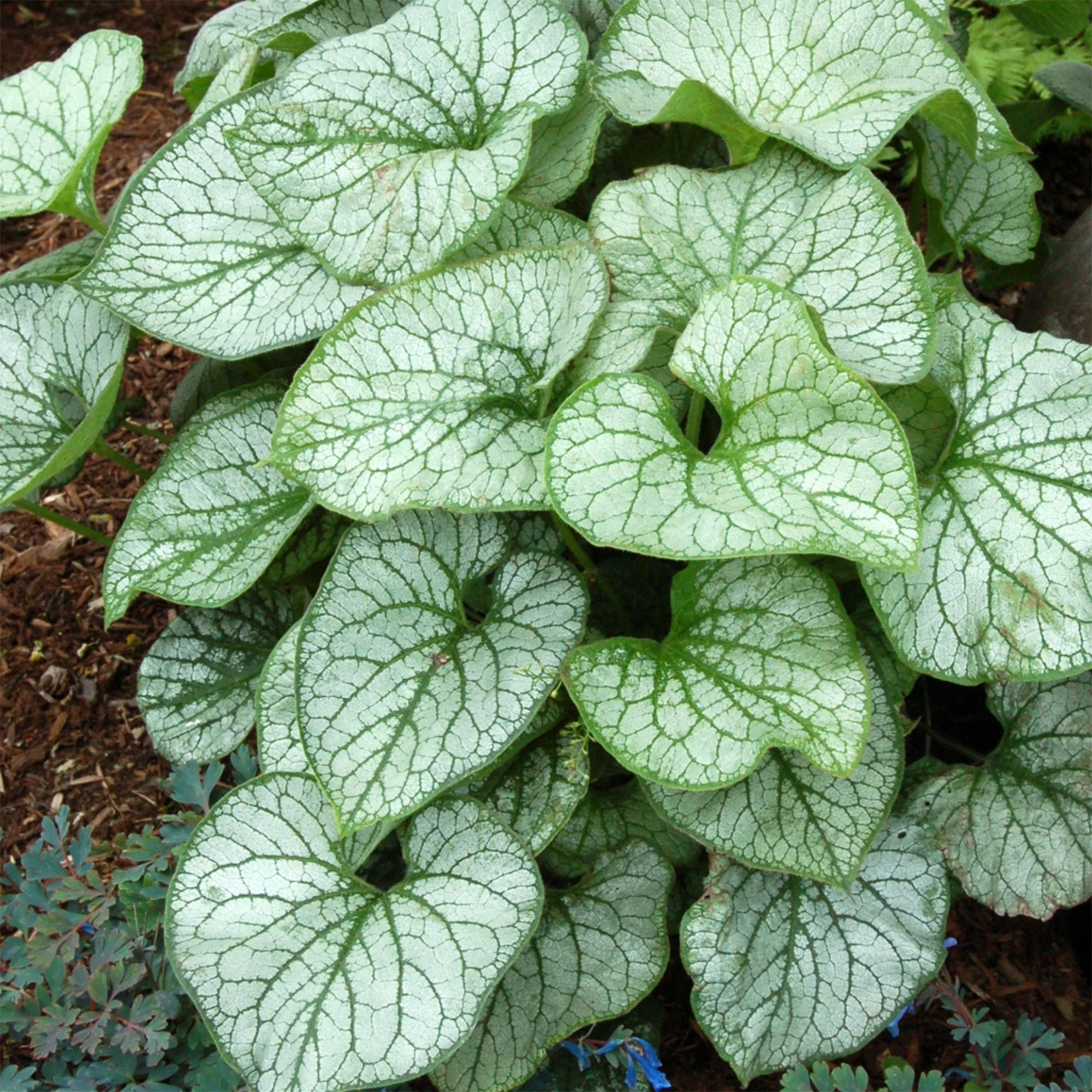 Brunnera Macrophylla 'Looking Glass'