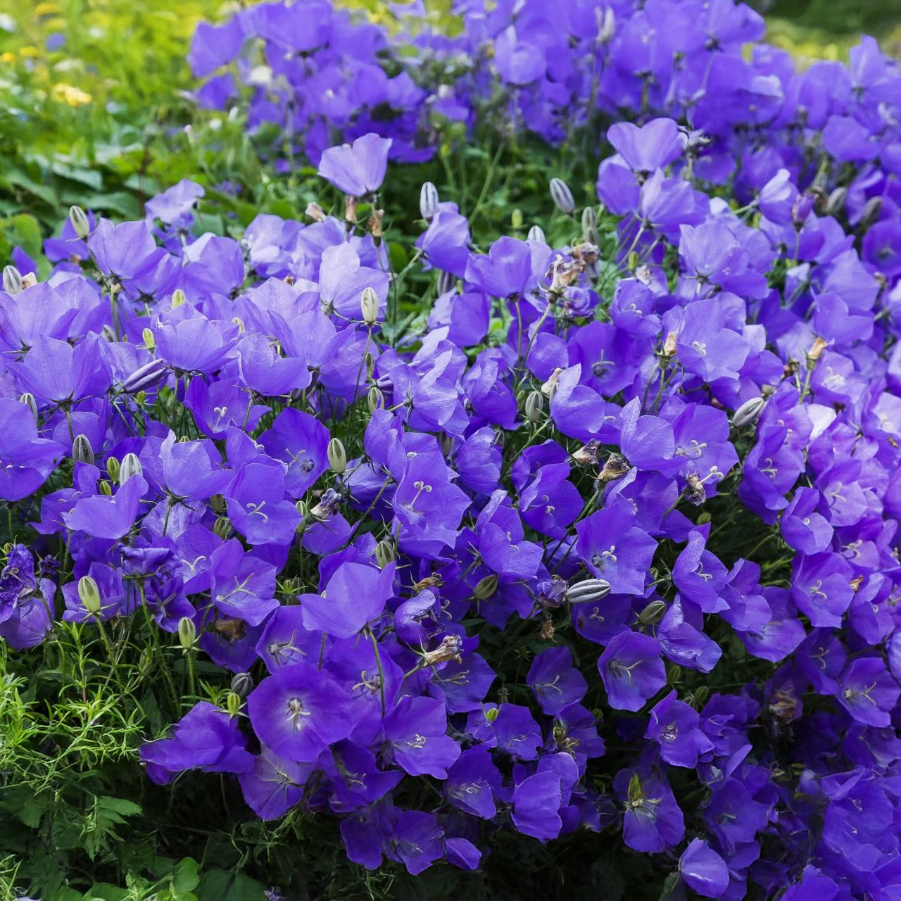Campanula des Carpates 'Pearl Deep Blue'