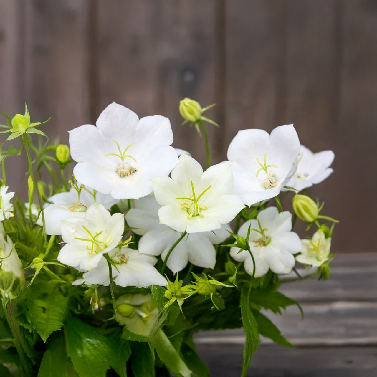 Campanule des Carpates 'Pearl White'
