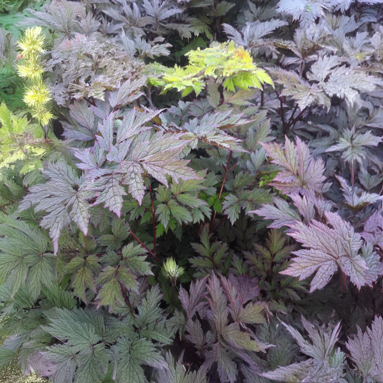 Actée (Cimicifuga Racemosa 'Pink Spike')
