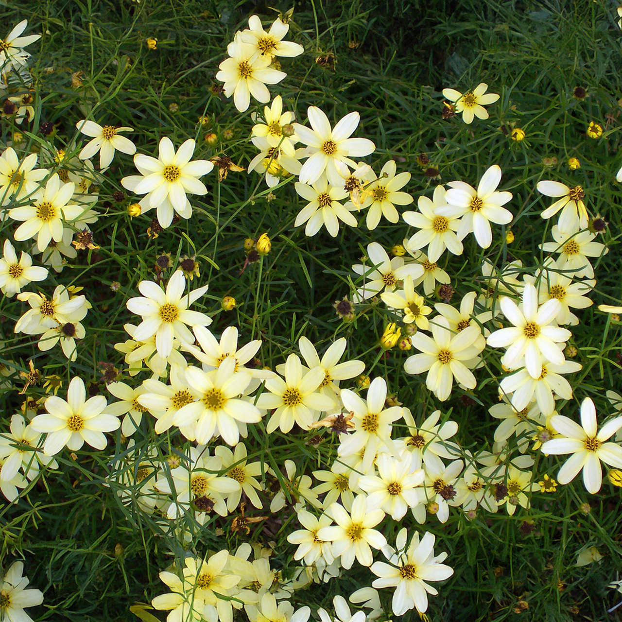 Coreopsis Verticillata 'Moonbeam'