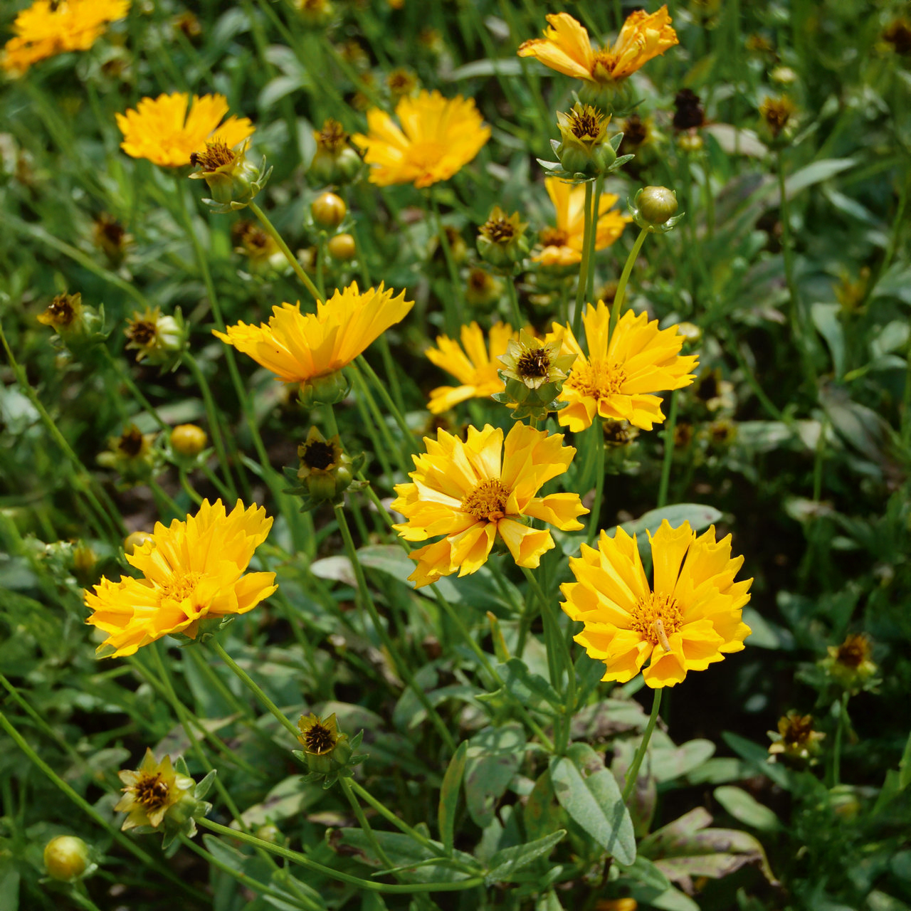 Coréopsis 'Jethrotull'