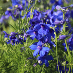 Delphinium grandiflorum 'Summer Nights'