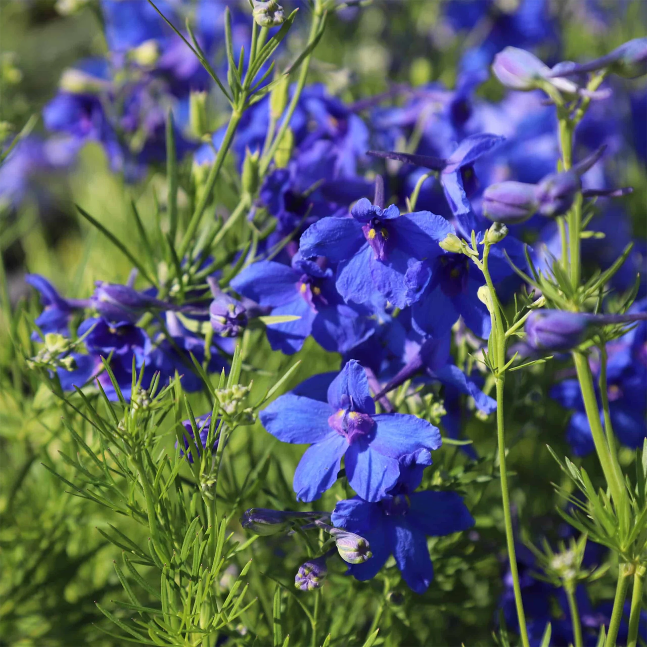 Delphinium grandiflorum 'Summer Nights'