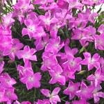 Dianthus 'Kahori Pink'