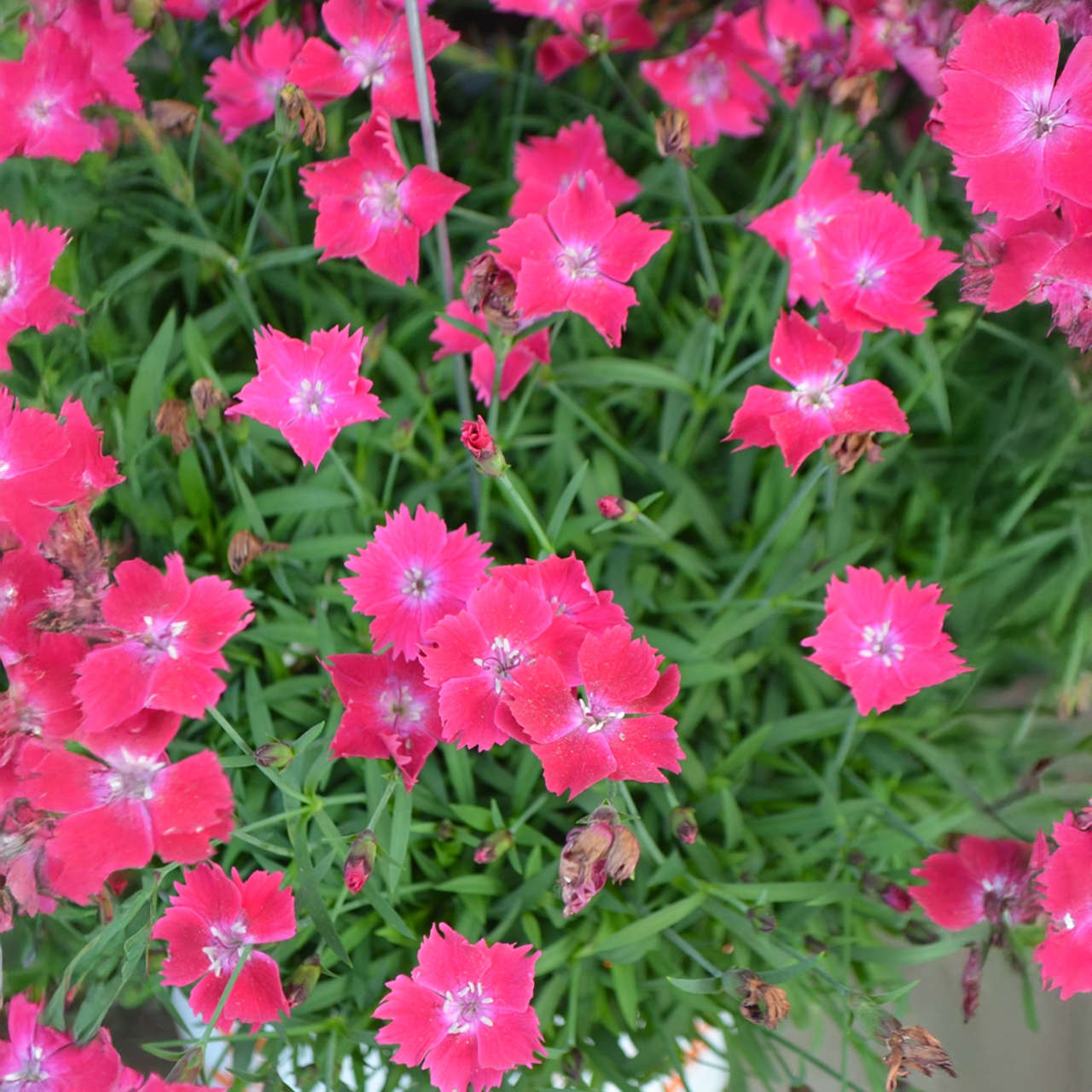 Dianthus 'Kahori Scarlet'
