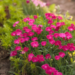 Dianthus 'Mad Magenta'