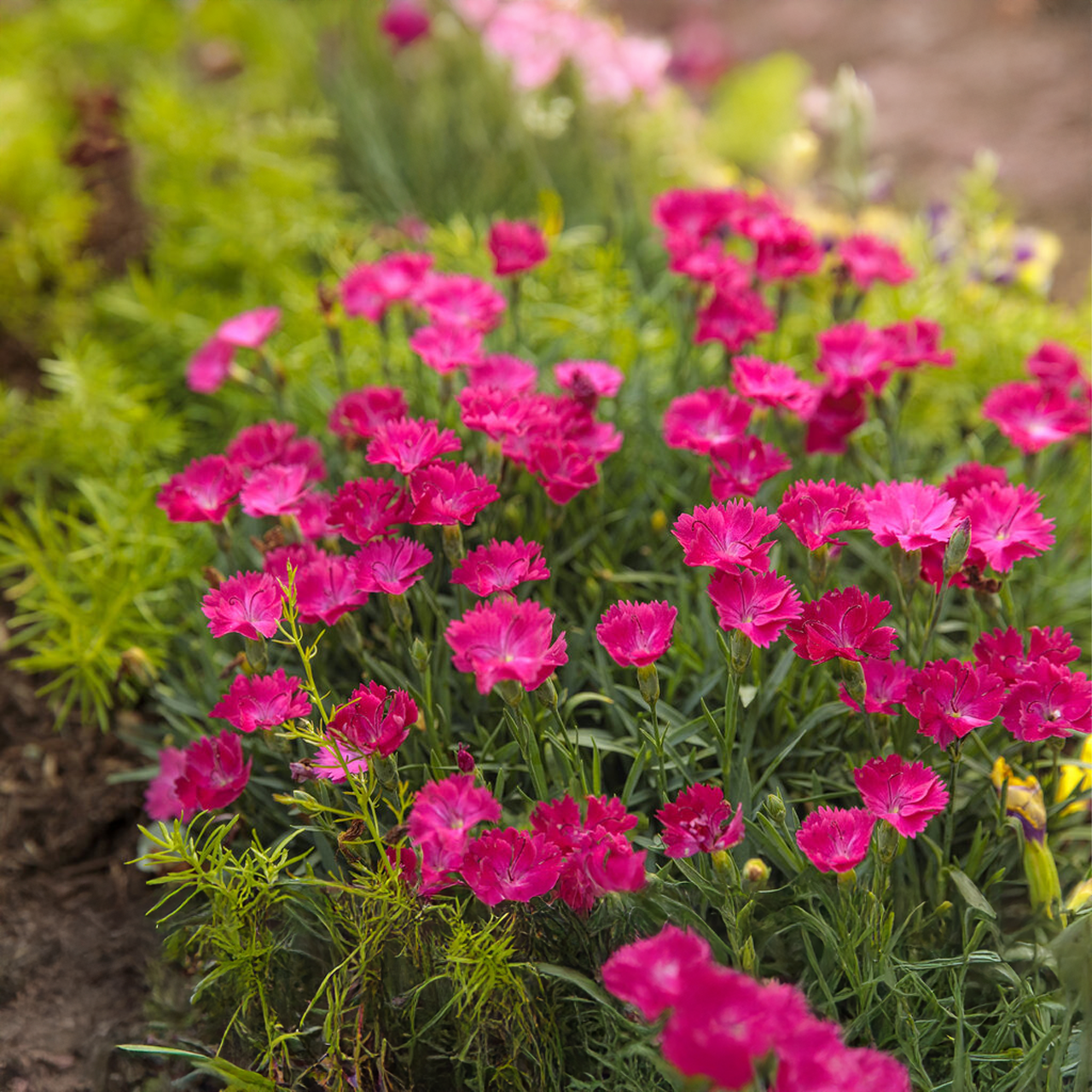 Dianthus 'Mad Magenta'