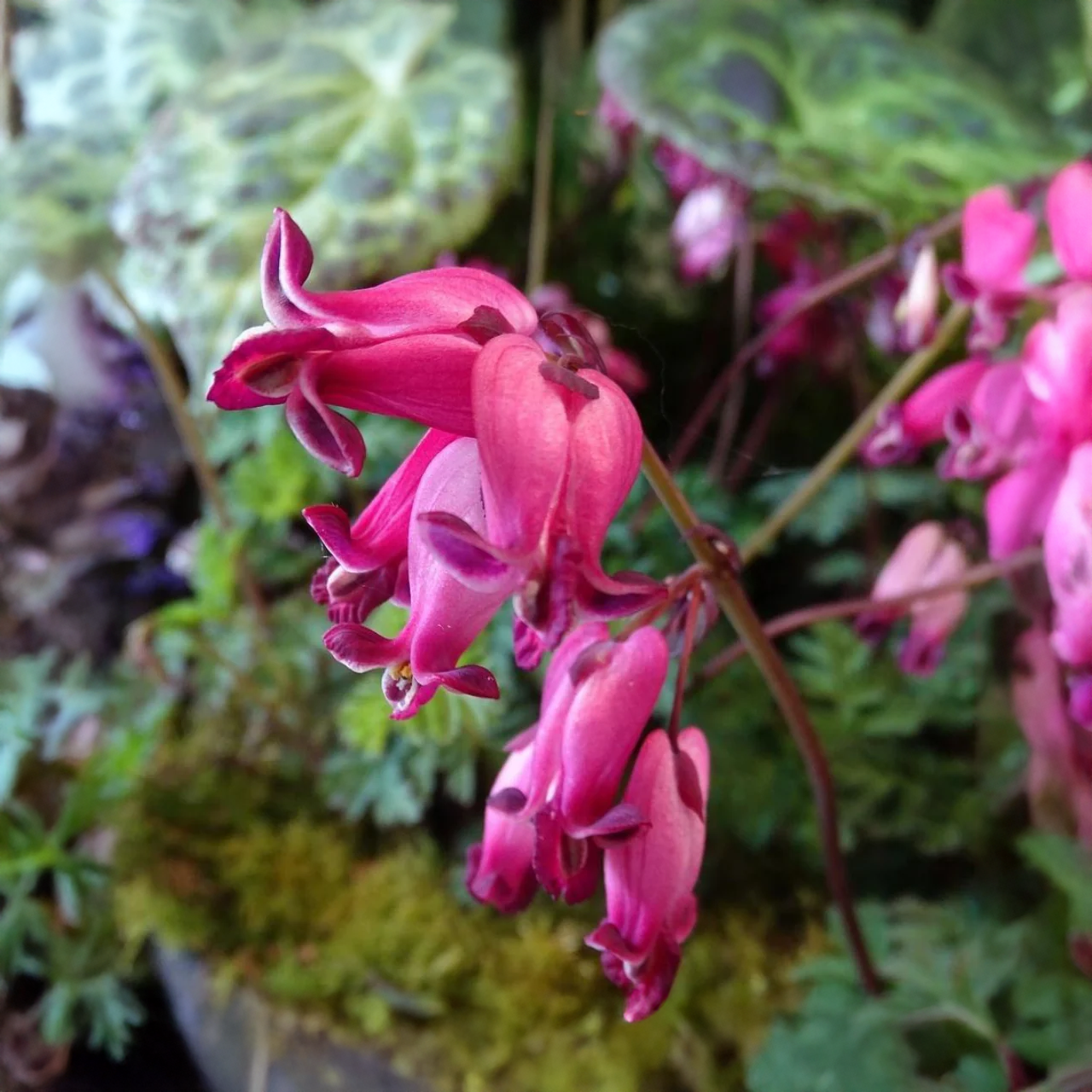 Dicentra Formosa 'Armore Rose'