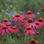 Echinacea Purpurea 'Pow Wow Wild Berry'