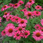 Echinacea Purpurea 'Kismet Raspberry'