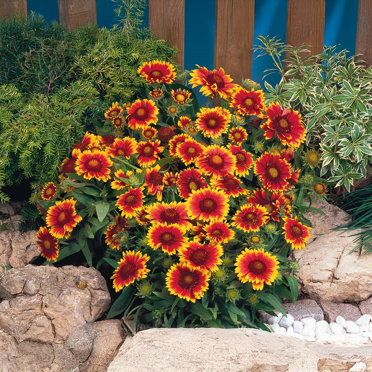 Gaillardia Aristata 'Arizona Sun'