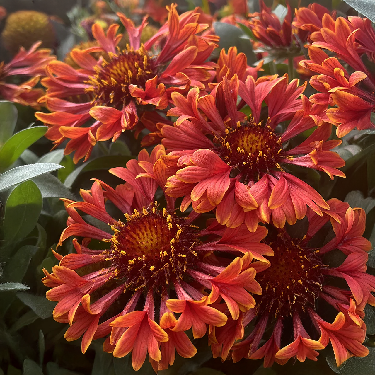 Gaillardia Spintop Mariachi 'Red Sky'