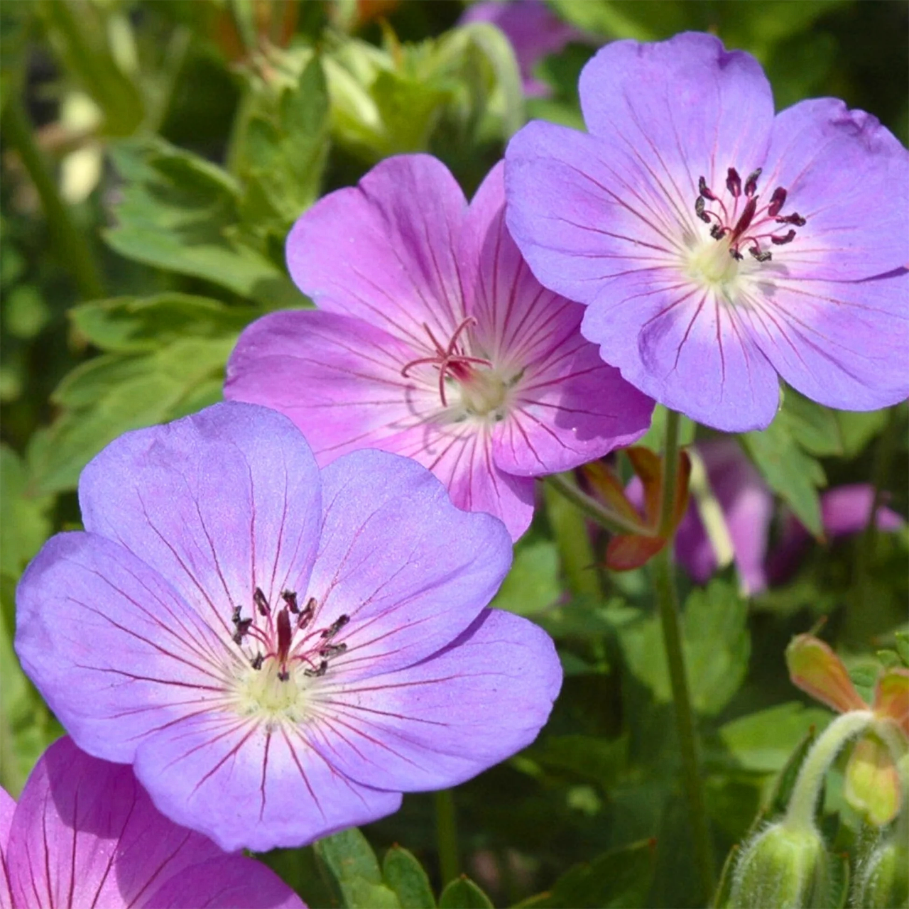 Géranium 'Rozanne'