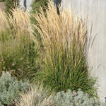 Calamagrostis Acutiflora 'Karl Foerster' | 1 Gal