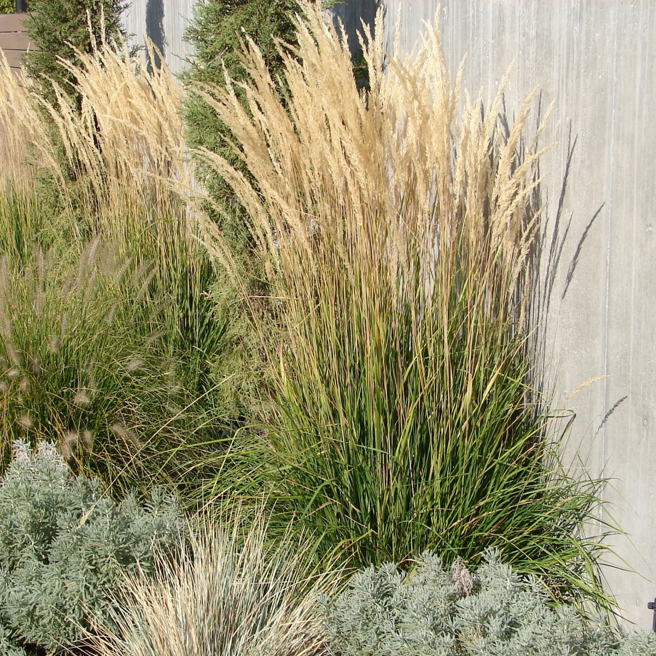 Calamagrostis Acutiflora 'Karl Foerster' | 1 Gal