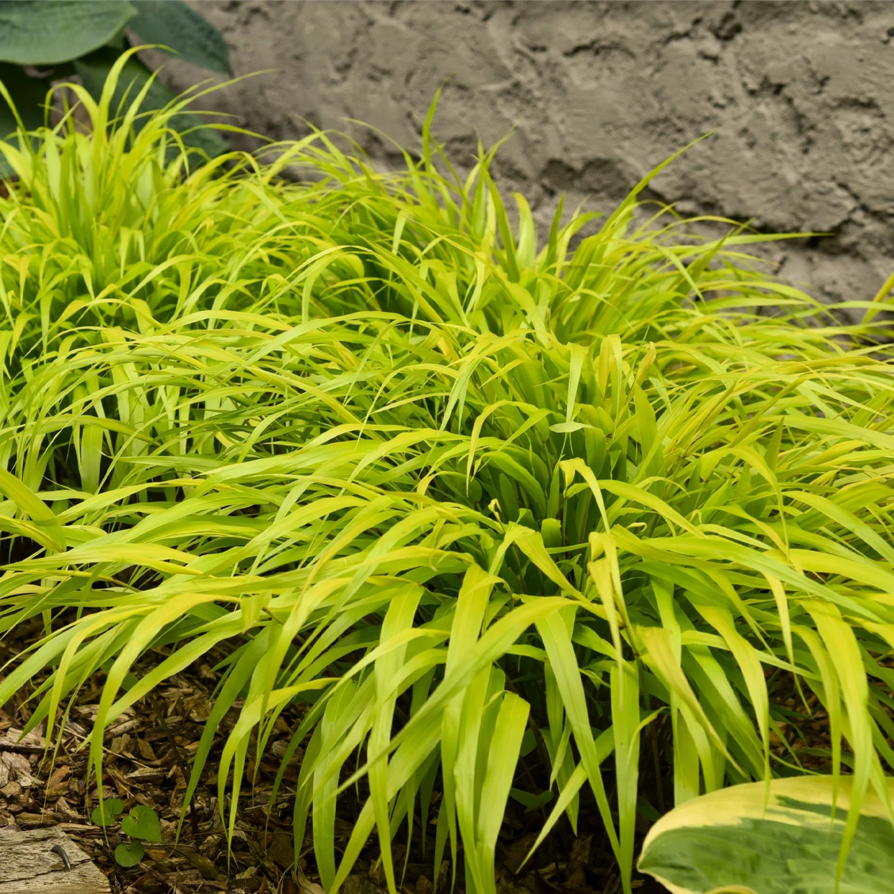 Hakonechloa Macra 'All Gold' | 1 gallon