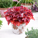 Heuchera 'Peach Flambé'
