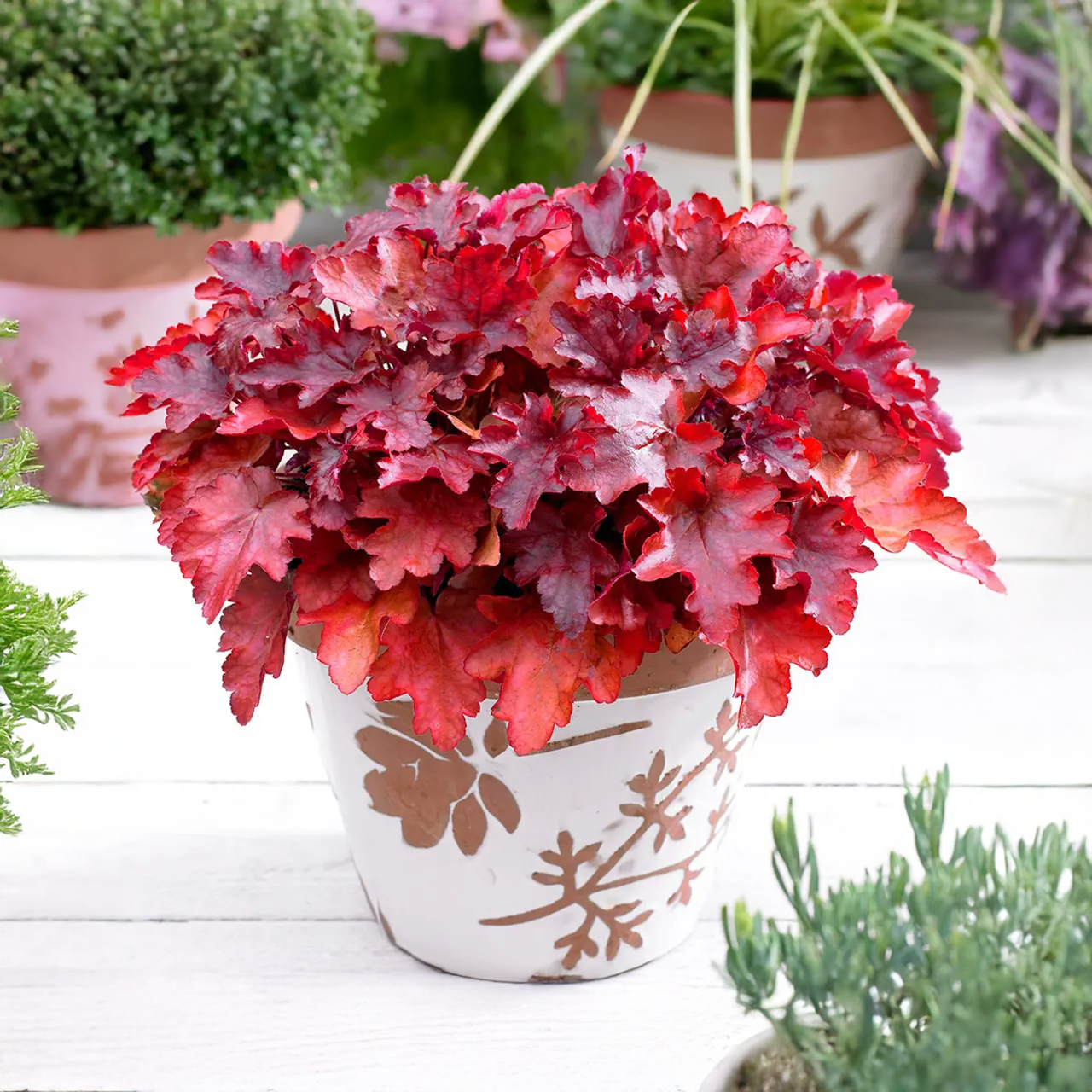 Heuchera 'Peach Flambé'