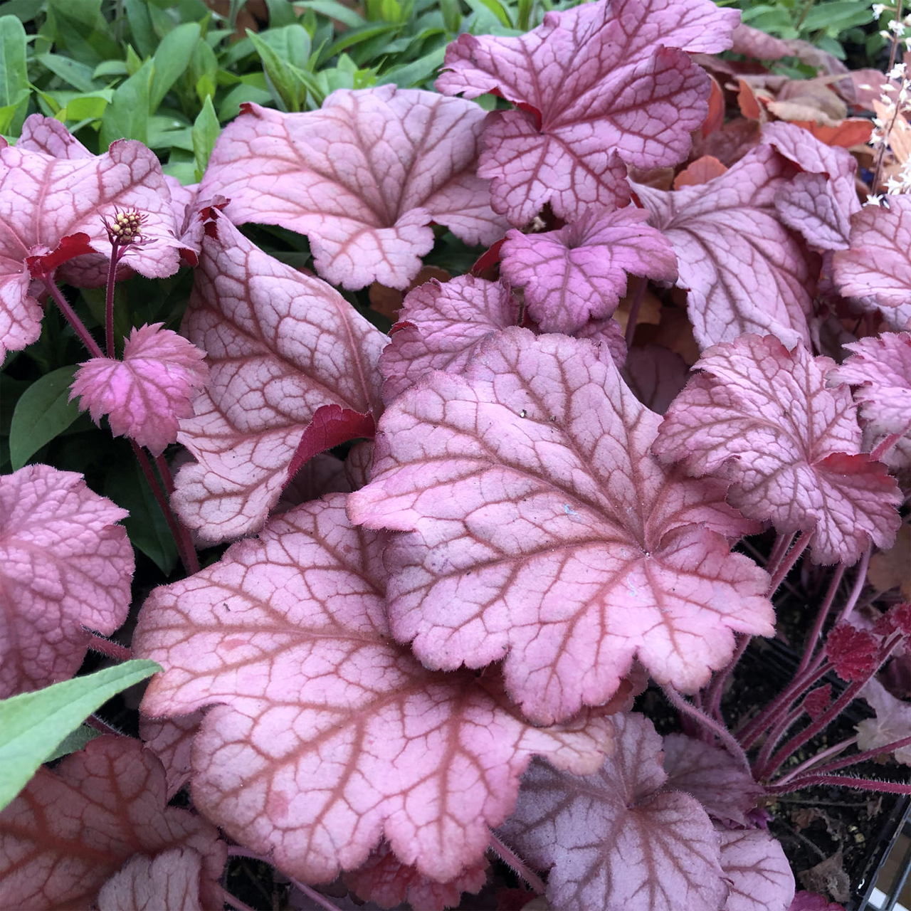 Heuchera 'Berry Smoothie'