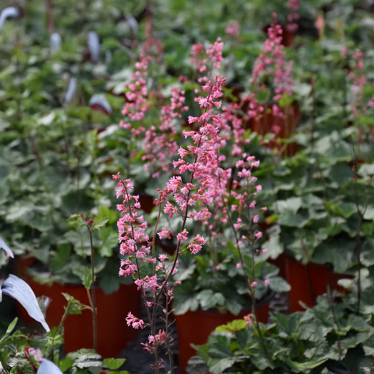 Heucherella 'Pink Revolution'