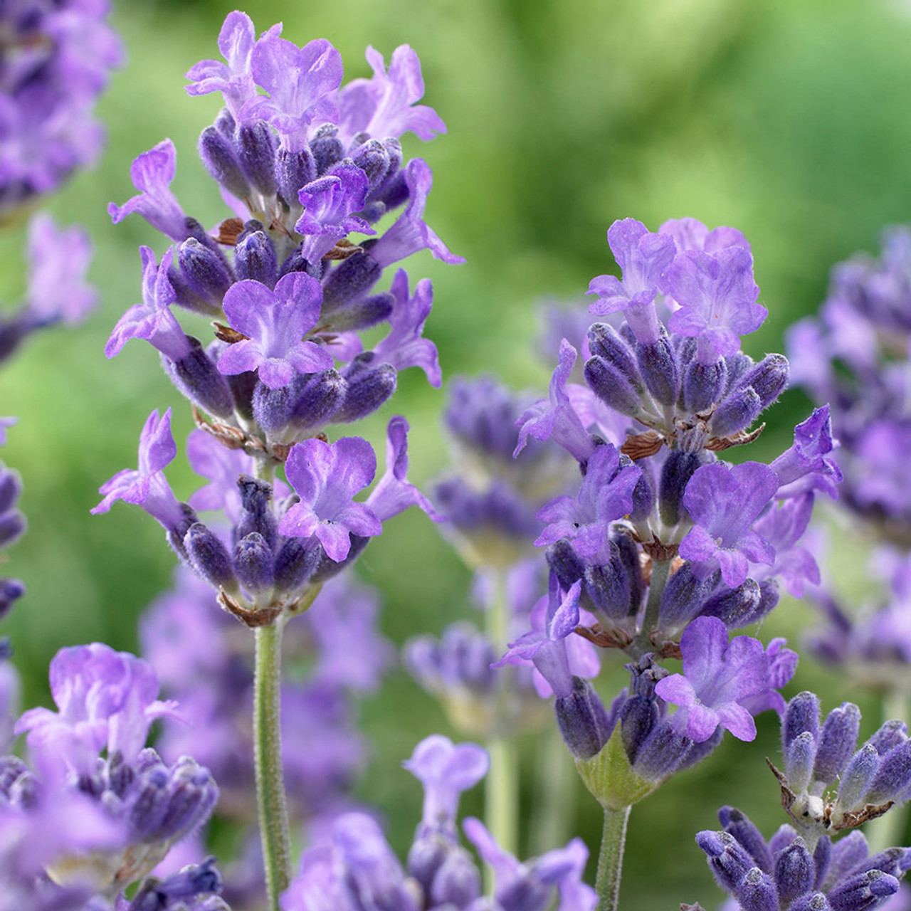 Lavandula angustifolia 'Munstead'
