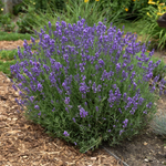 Lavandula Angustifolia 'Hidcote Blue'
