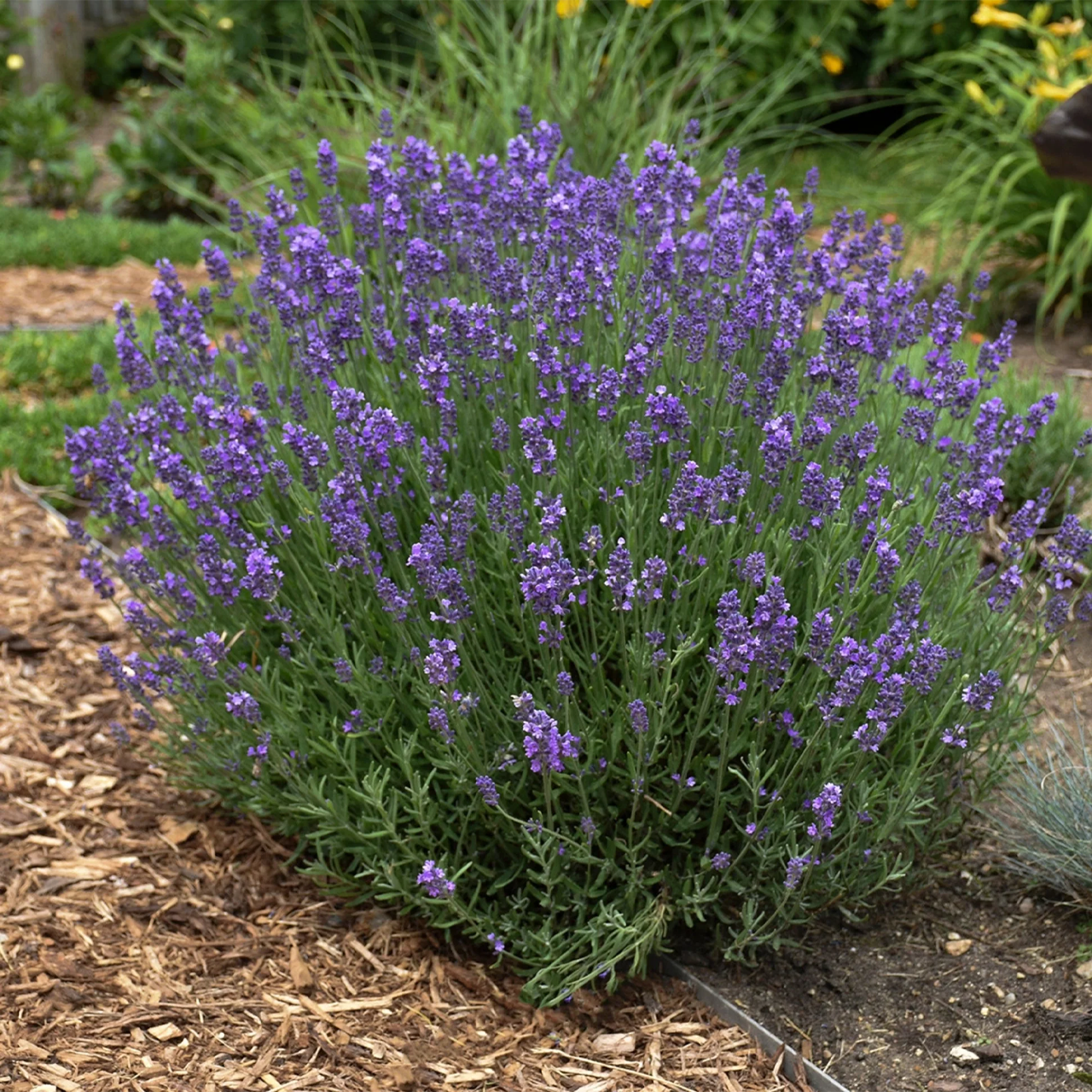 Lavande officinale 'Hidcote Blue'