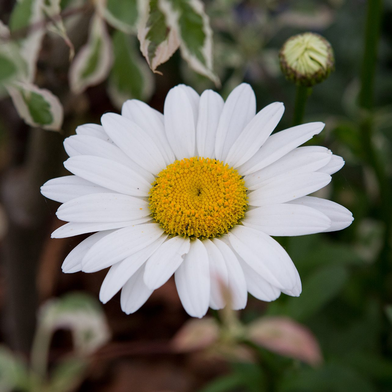 Leucanthème Superbum 'Becky'