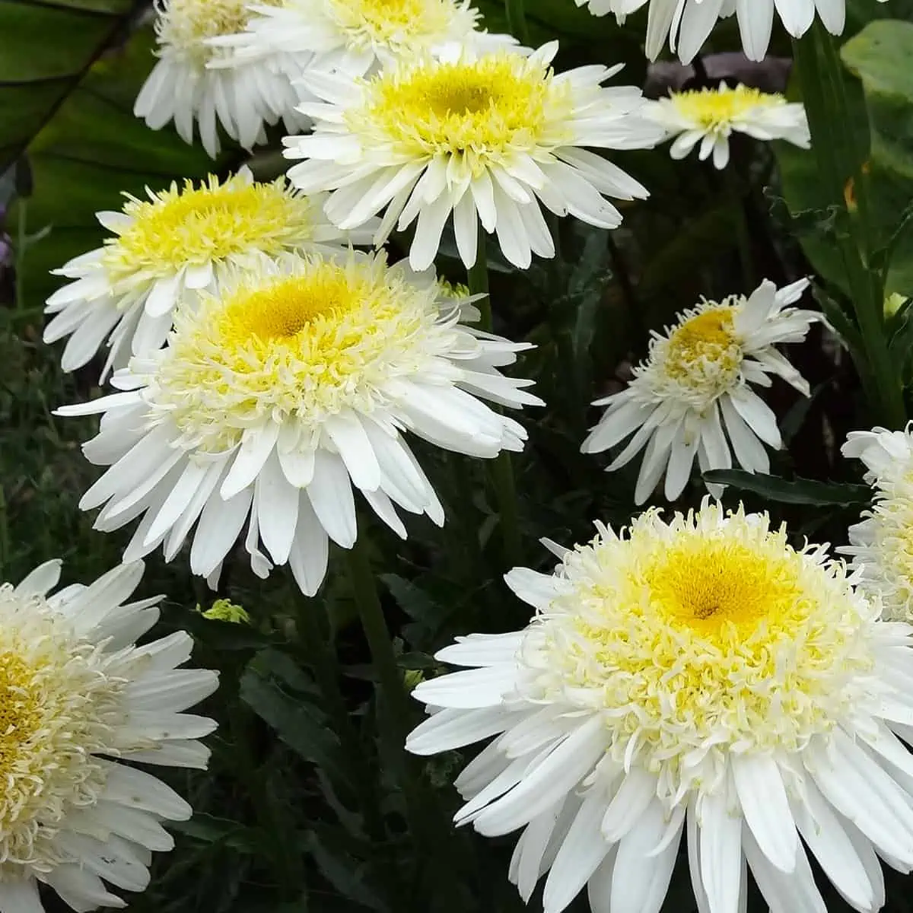 Leucanthemum Superbum 'Real Glory'