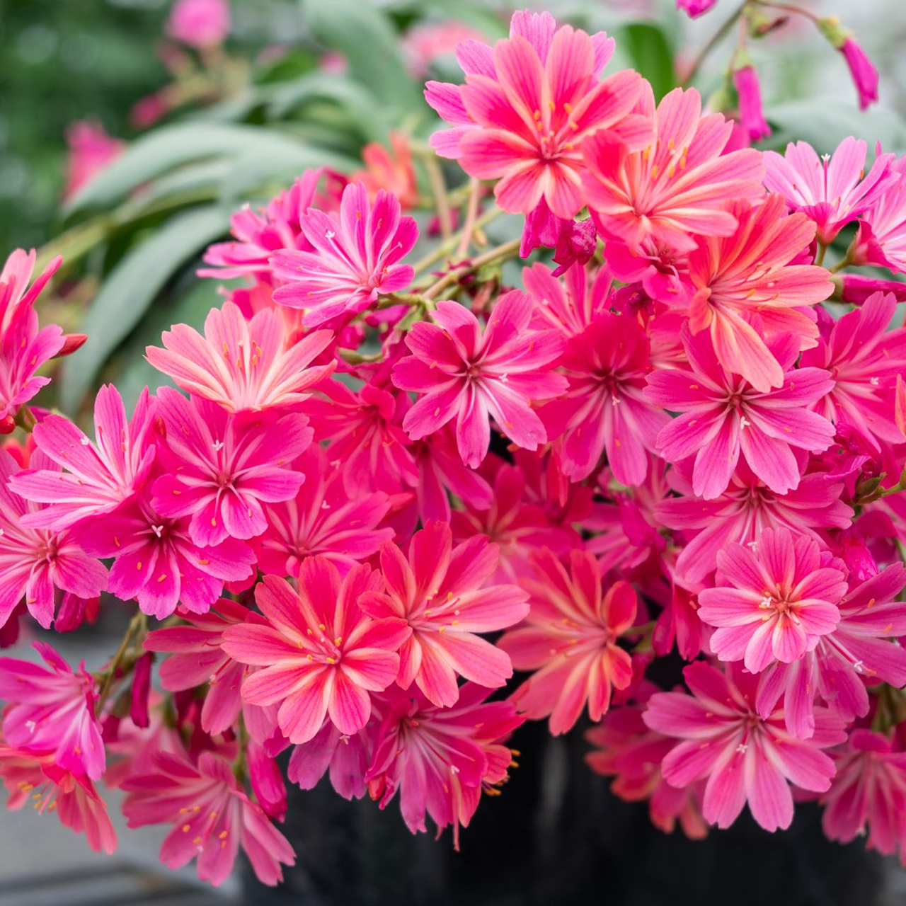Lewisia 'Safira Coral'