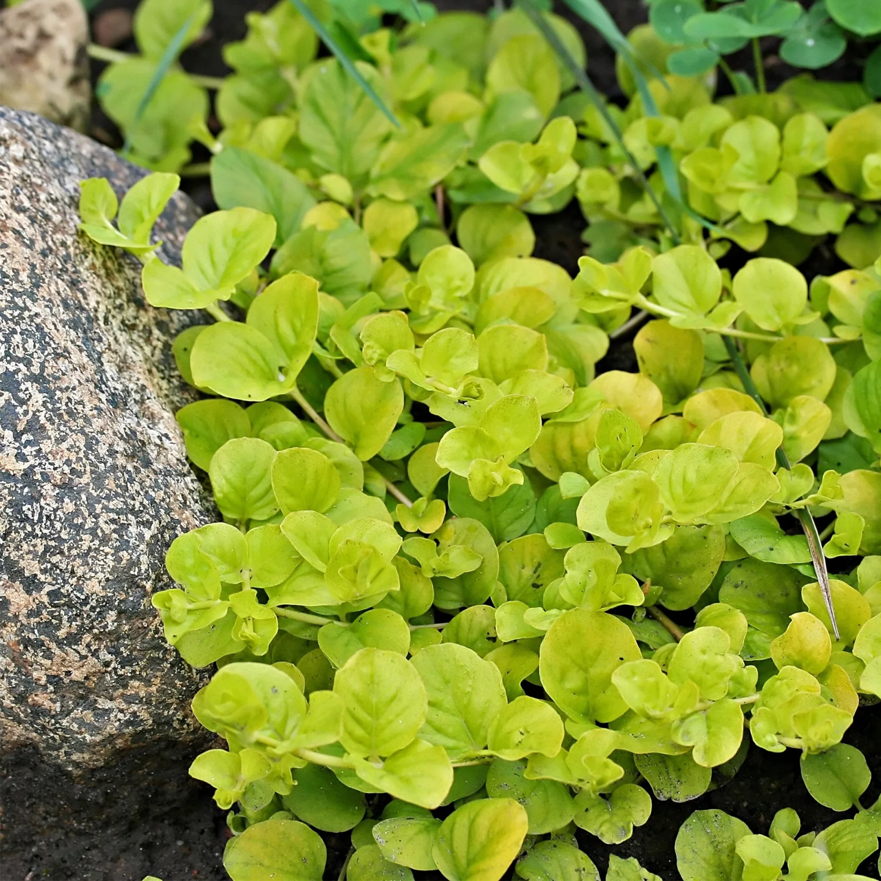 Lysimaque nummulaire 'Aurea'