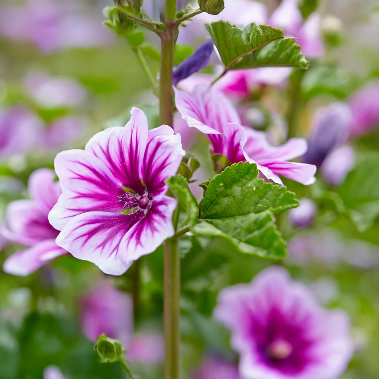 Malva Sylvestris 'Zebrina'