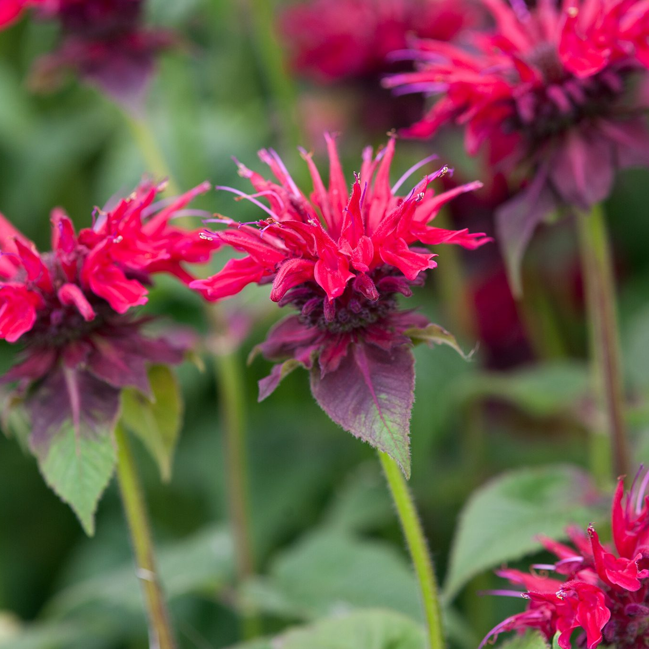 Monarda Didyma 'Fireball'