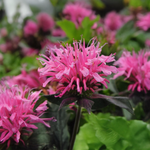 Monarde 'Balmy Pink'
