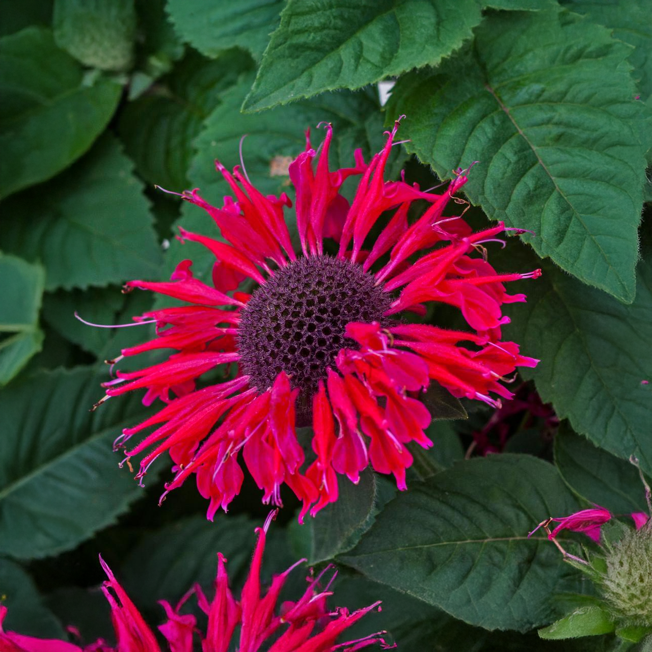 Monarde Bee-You 'Bee Happy'