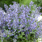 Nepeta Faassenii 'Purrsian Blue'