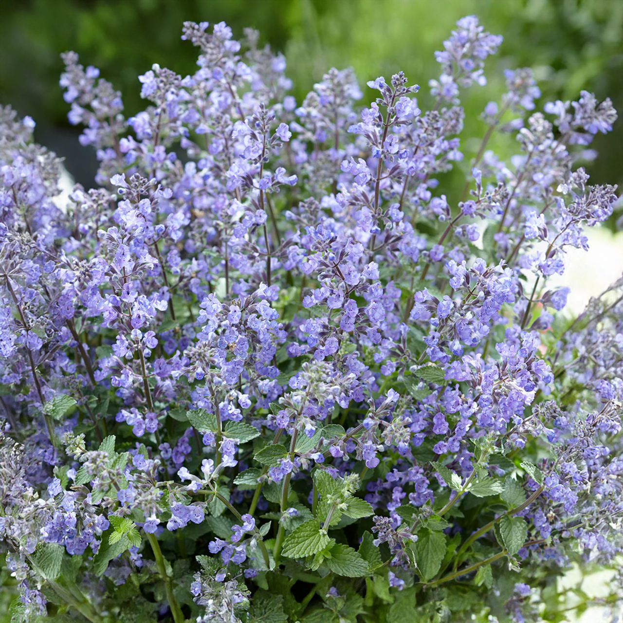 Nepeta Faassenii 'Purrsian Blue'