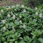 Pachysandra terminalis