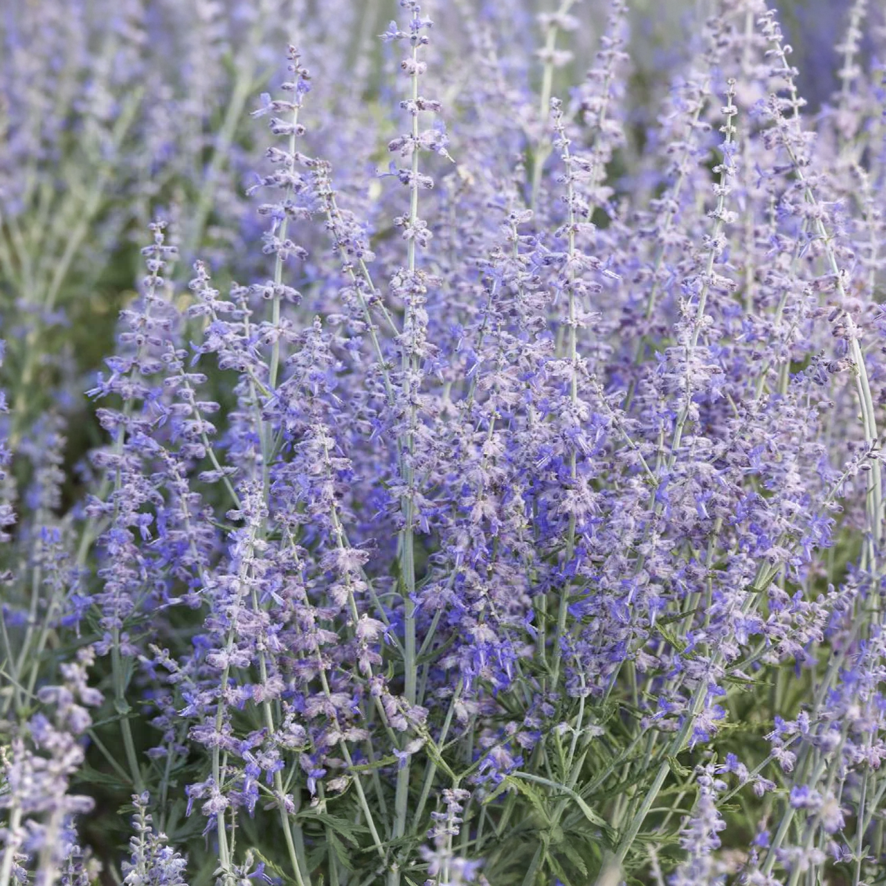 Perovskia Atriplicifolia 'Blue Jean Baby'