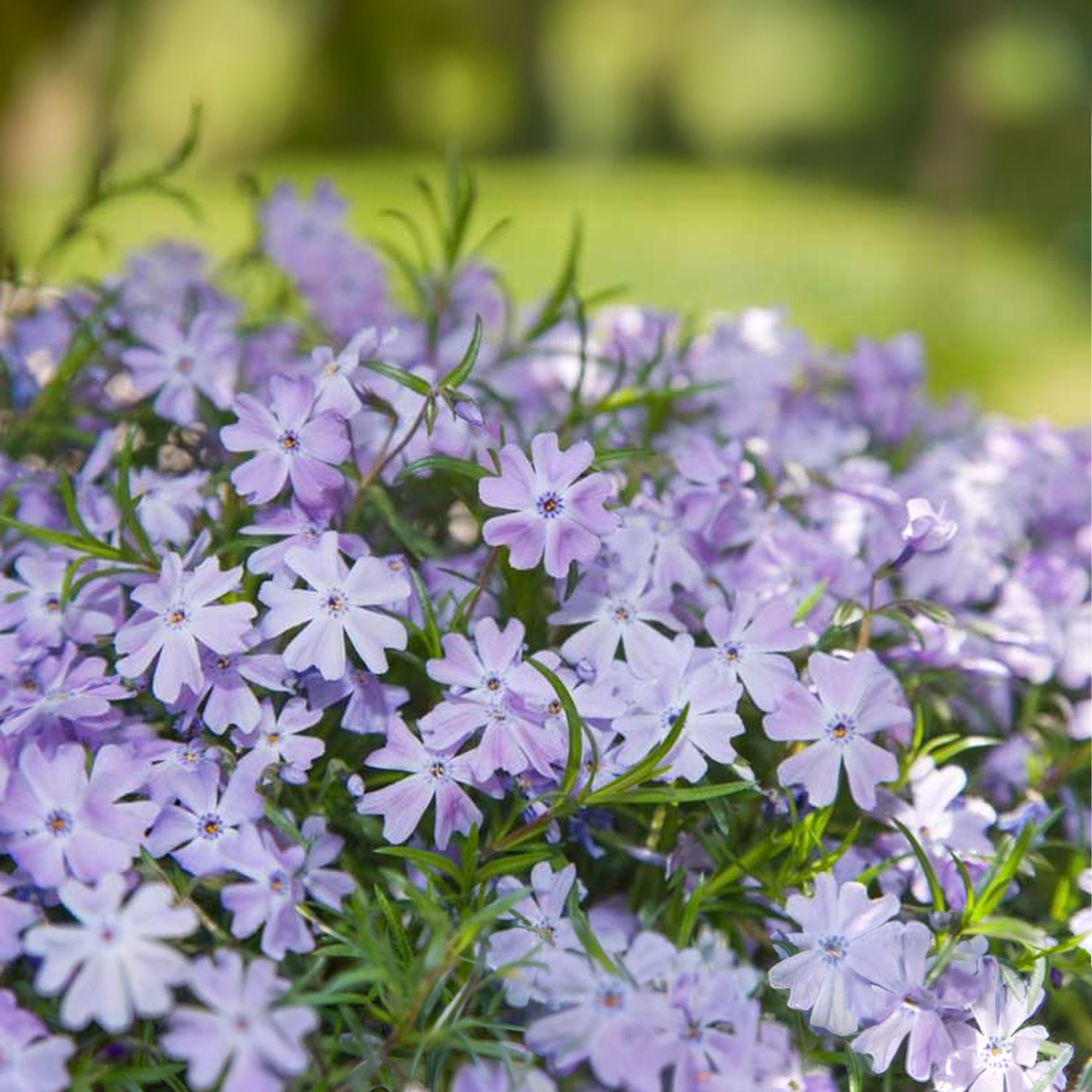 Phlox Subulata 'Emerald Blue'